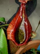Nepenthes x dyeriana